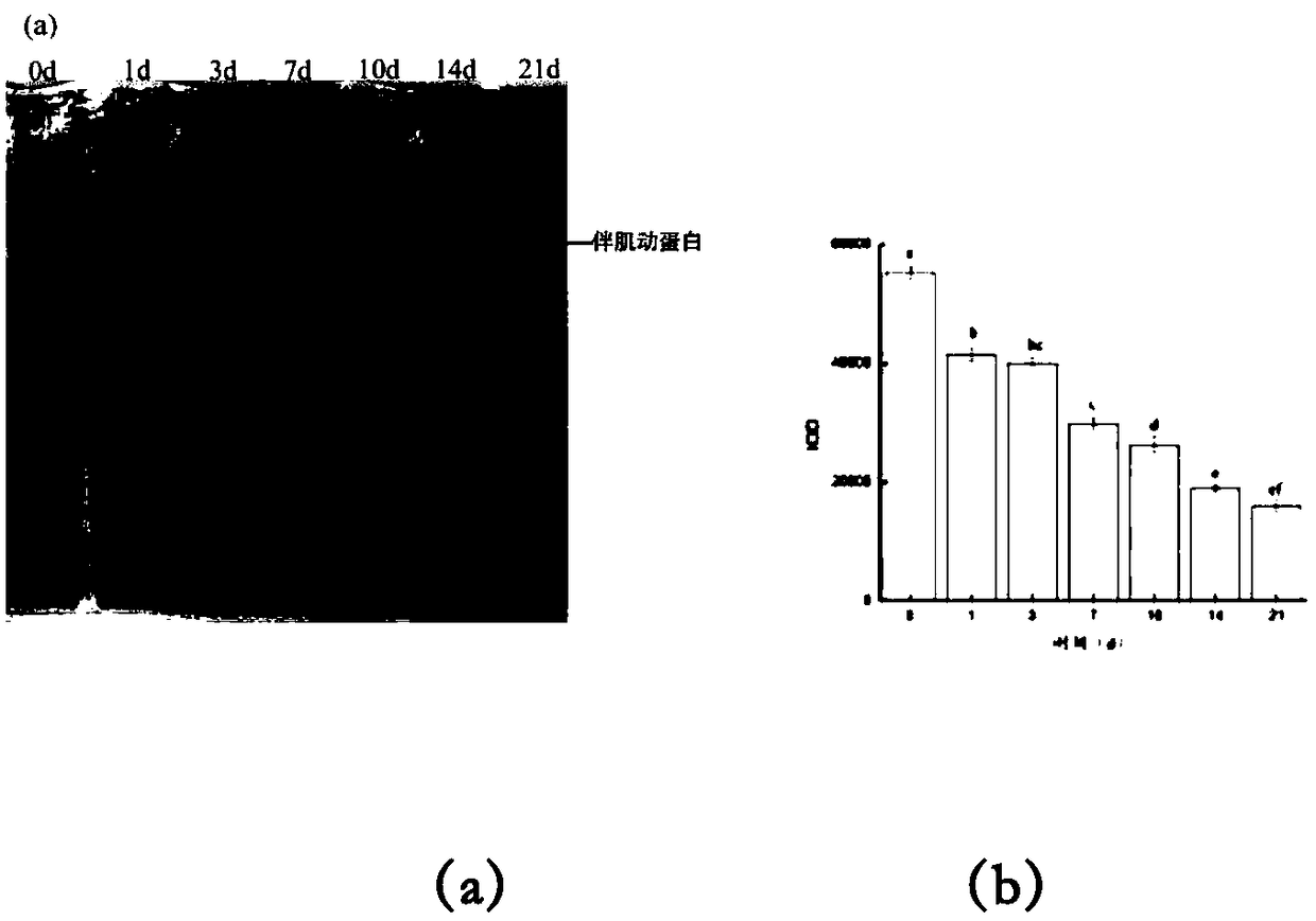 Method for evaluating fish meat freshness based on skeleton protein degradation