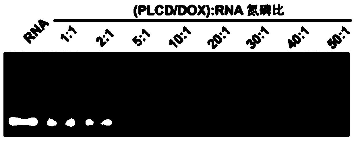 Tumor-targeting nanoparticles co-loaded with chemotherapeutic drugs and nucleic acids and preparation method thereof