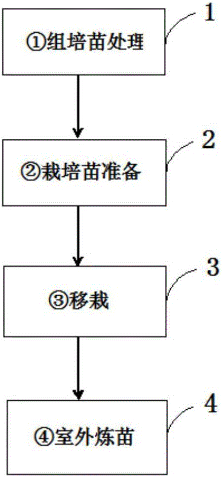 Kiwi fruit detoxification tissue culture seedling transplanting method