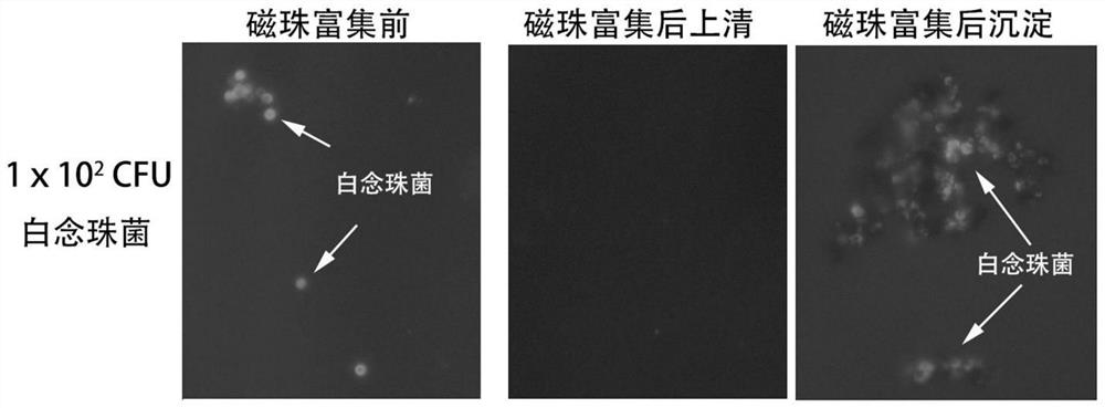 A kind of fungus detection kit and its application