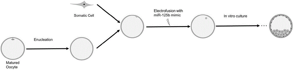 Method for improving cattle cloning efficiency by micro ribonucleic acid