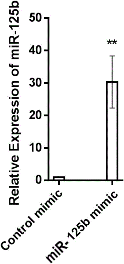 Method for improving cattle cloning efficiency by micro ribonucleic acid