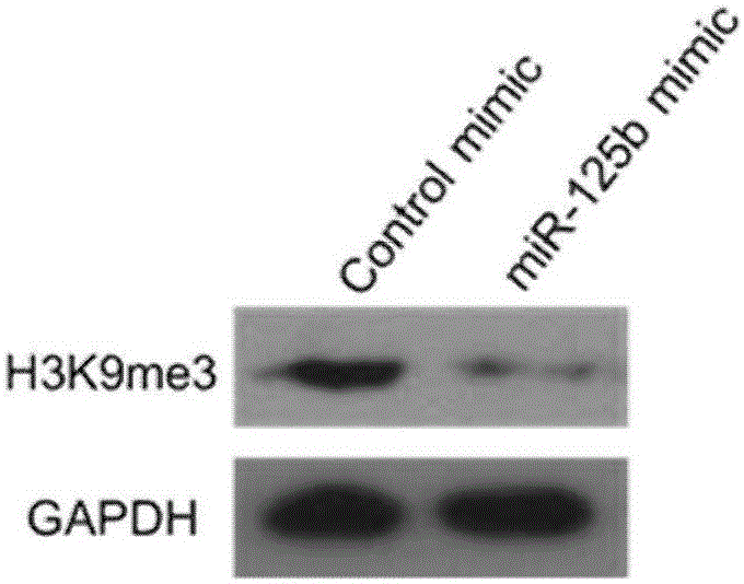 Method for improving cattle cloning efficiency by micro ribonucleic acid