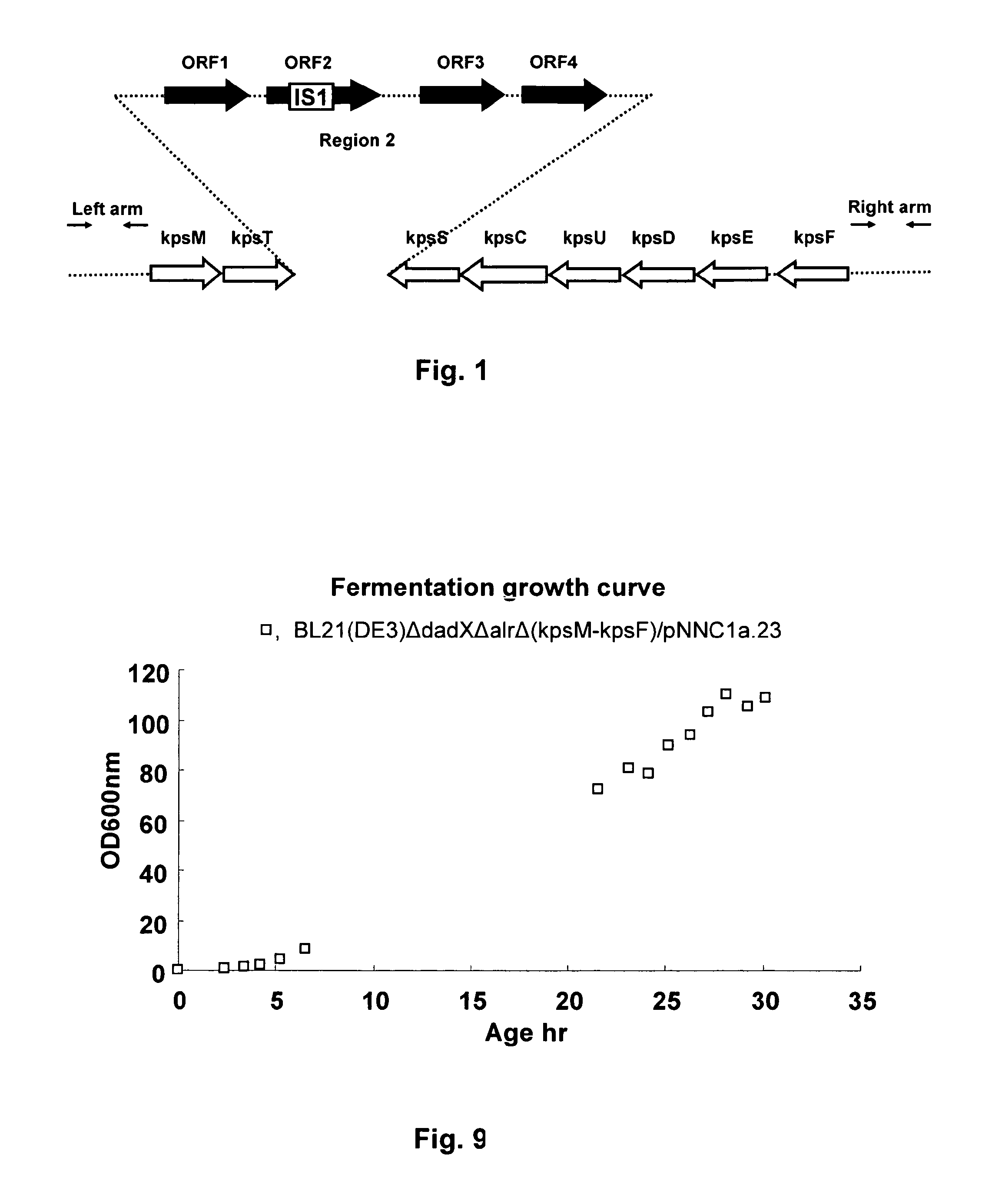 E. coli BL21 strain lacking a functional group II capsular gene cluster