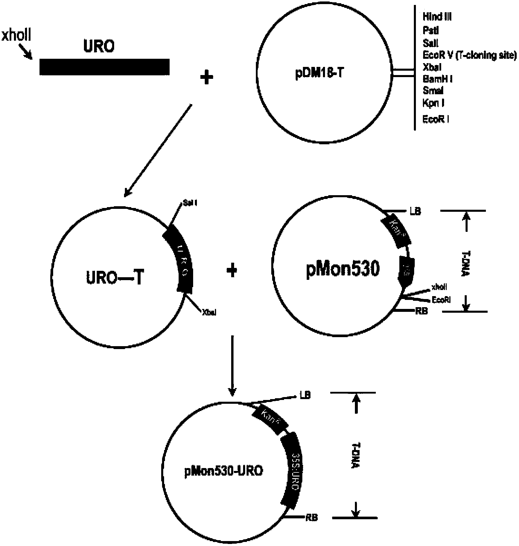 Method for improving salt stress resistance capacity of plants