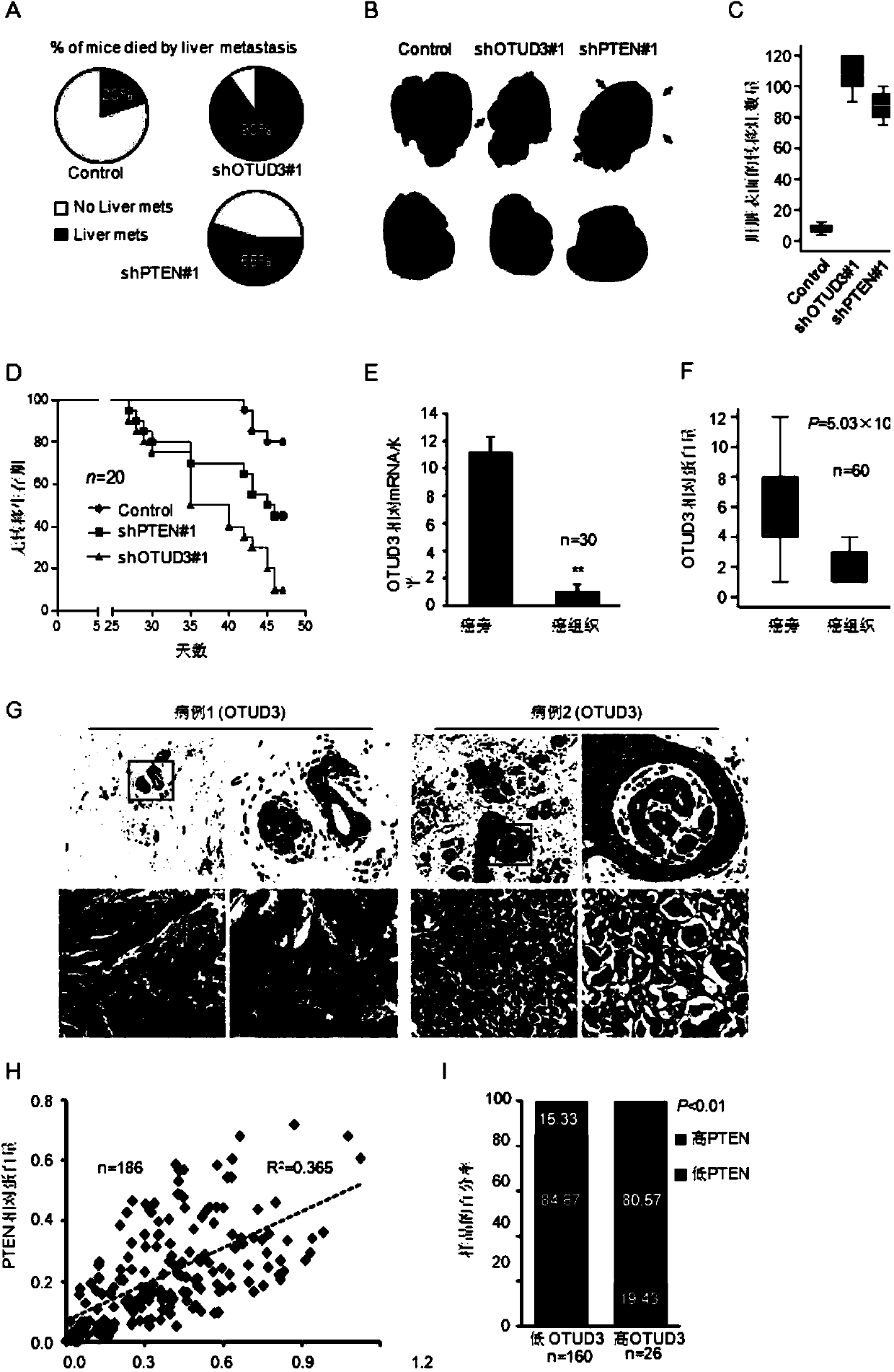 OTUD3-E86K protein as well as coding gene and application thereof