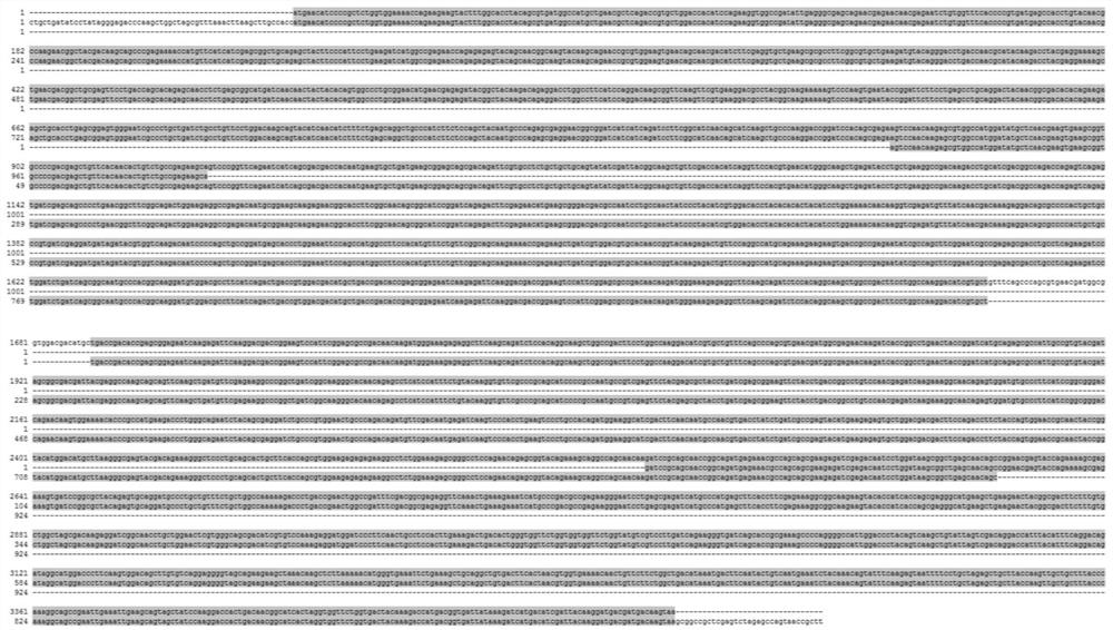 A kind of circular RNA knockdown method and its application