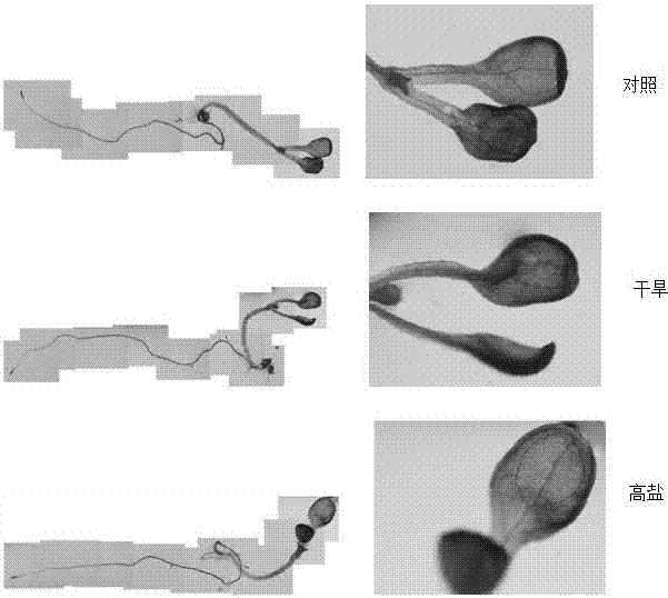 Paeonia suffruticosa PsDREB1 gene anti-drought and high salinity promoter and its expression and application