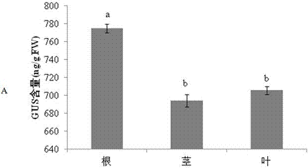 Paeonia suffruticosa PsDREB1 gene anti-drought and high salinity promoter and its expression and application