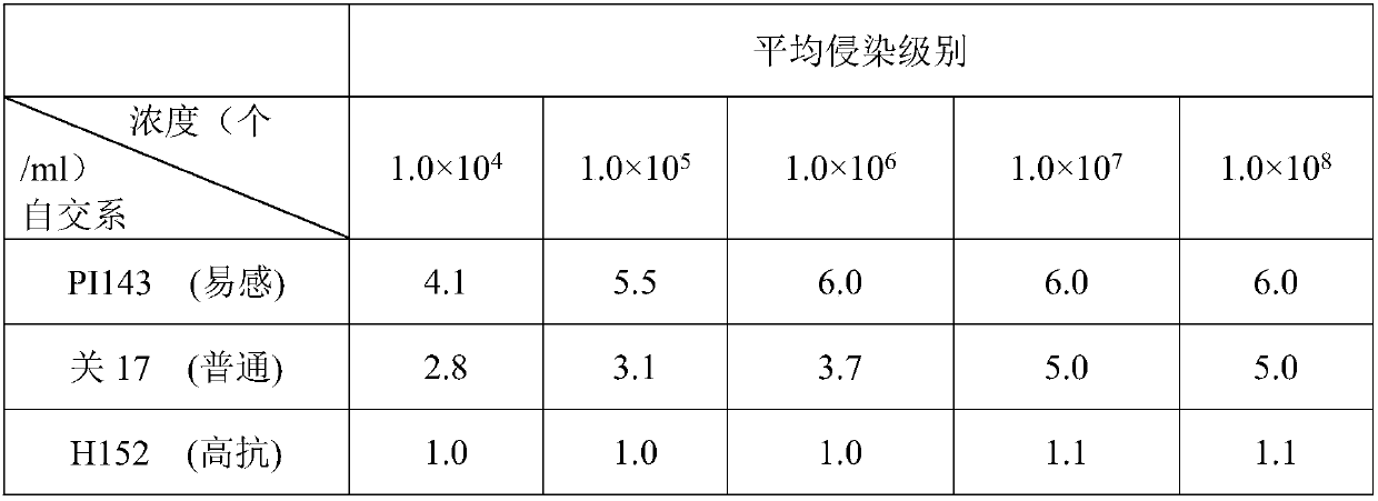 Field identification method for evaluating aspergillus flavus infection resistance of corn