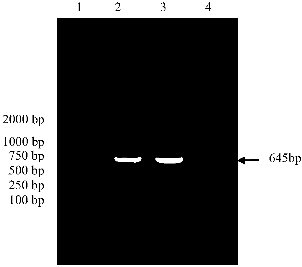 A kind of porcine epidemic diarrhea virus and its application