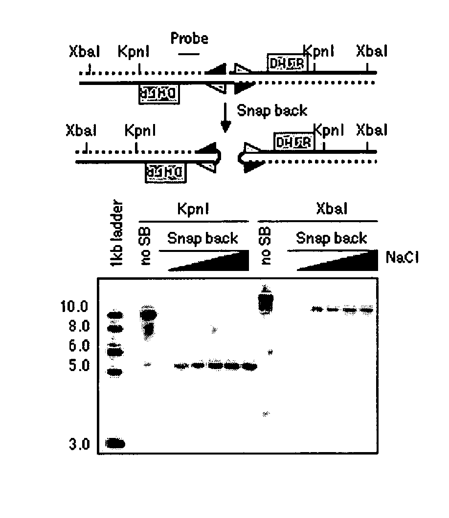 Method for genome-wide analysis of palindrome formation and uses thereof