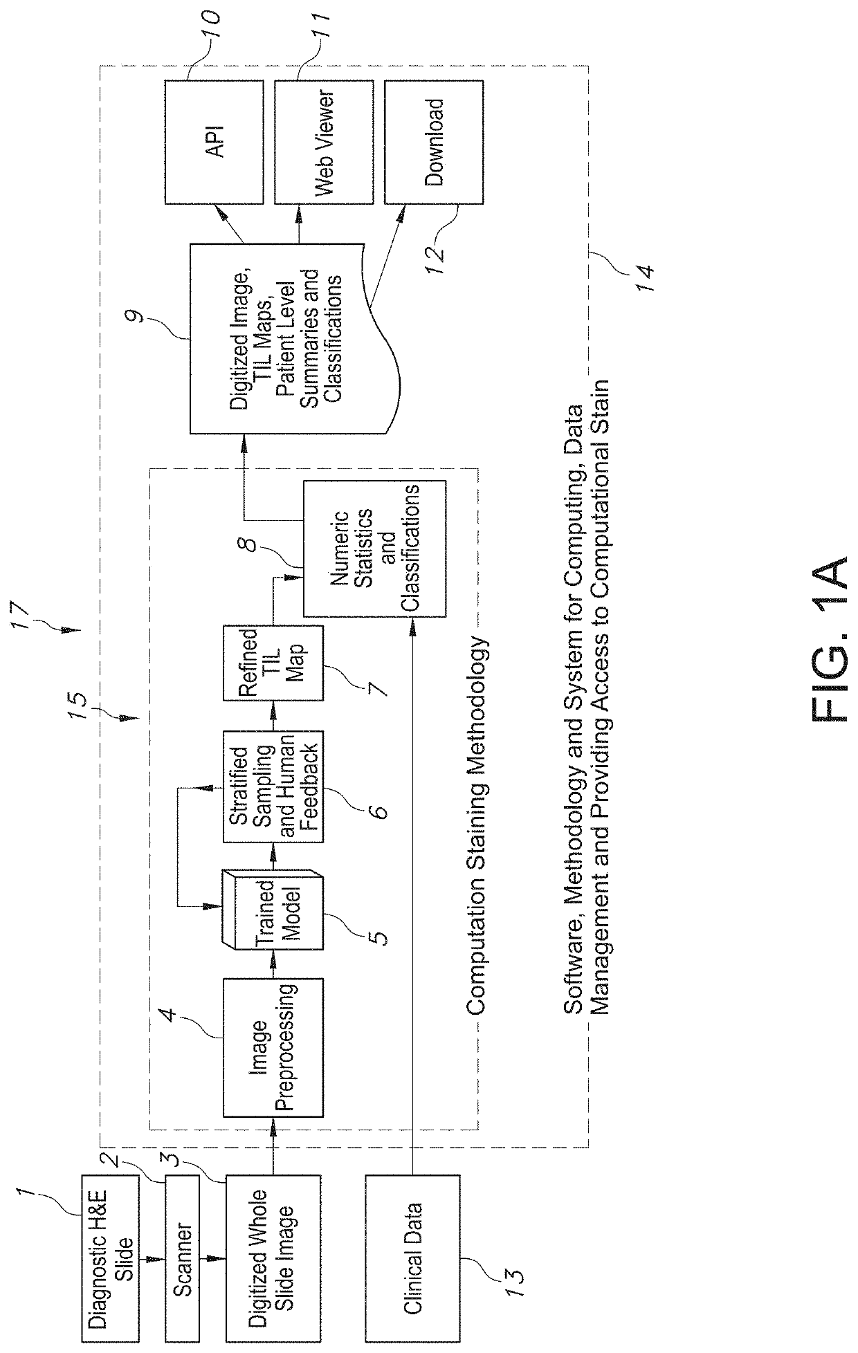 System and method to quantify tumor-infiltrating lymphocytes (TILs) for clinical pathology analysis based on prediction, spatial analysis, molecular correlation, and reconstruction of TIL information identified in digitized tissue images