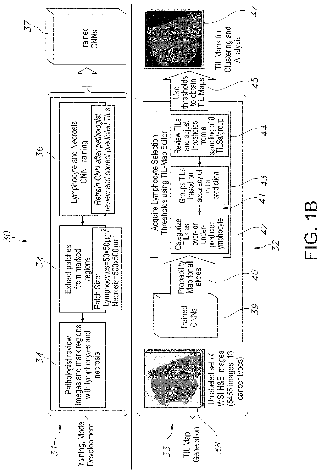 System and method to quantify tumor-infiltrating lymphocytes (TILs) for clinical pathology analysis based on prediction, spatial analysis, molecular correlation, and reconstruction of TIL information identified in digitized tissue images