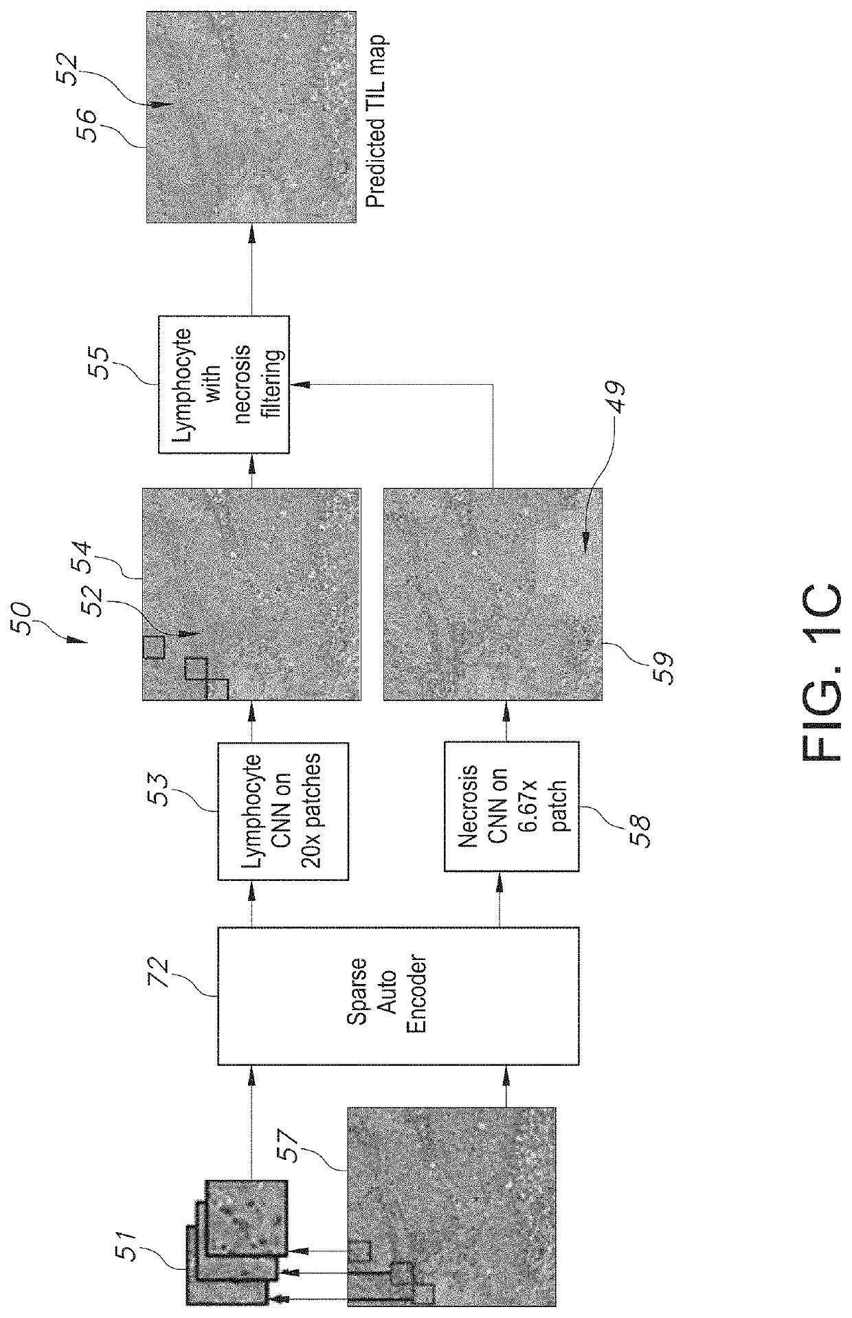 System and method to quantify tumor-infiltrating lymphocytes (TILs) for clinical pathology analysis based on prediction, spatial analysis, molecular correlation, and reconstruction of TIL information identified in digitized tissue images