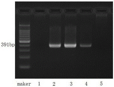 Molecular marker, primers and method for estimating left-end length of N introgressed segment of tobacco