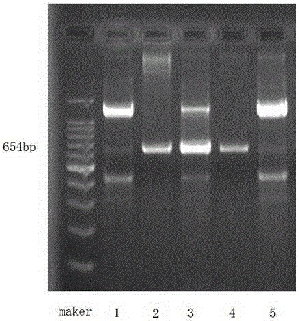 Molecular marker, primers and method for estimating left-end length of N introgressed segment of tobacco