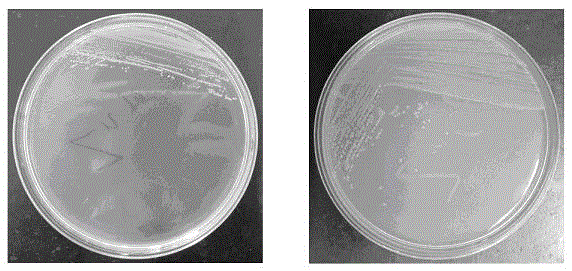 A strain of Pseudomonas aeruginosa and its application in removing heavy metal ions