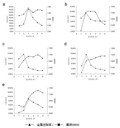 A strain of Pseudomonas aeruginosa and its application in removing heavy metal ions