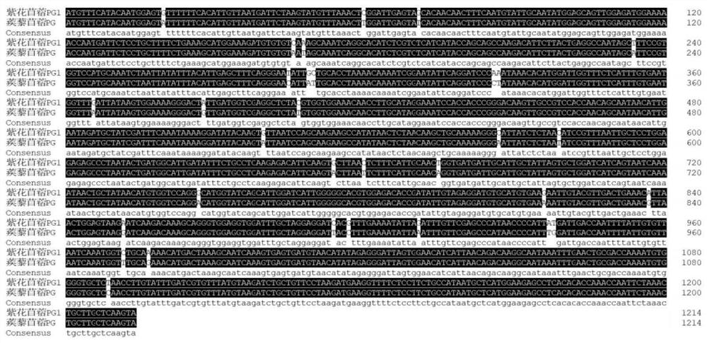 A kind of alfalfa wl525 polygalacturonase mspg1 and its coding gene and application