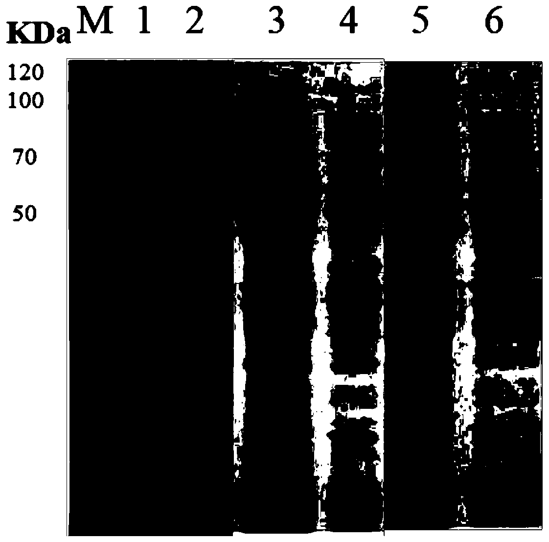 Production method for sucrose phosphorylase and application of production method