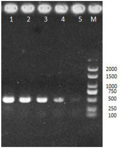 Aeromonas sobria specific primer and application thereof in turbot cultivation process