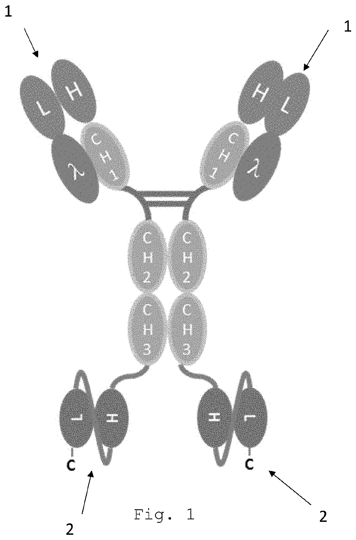 Bispecific egfr/cd16 antigen-binding protein