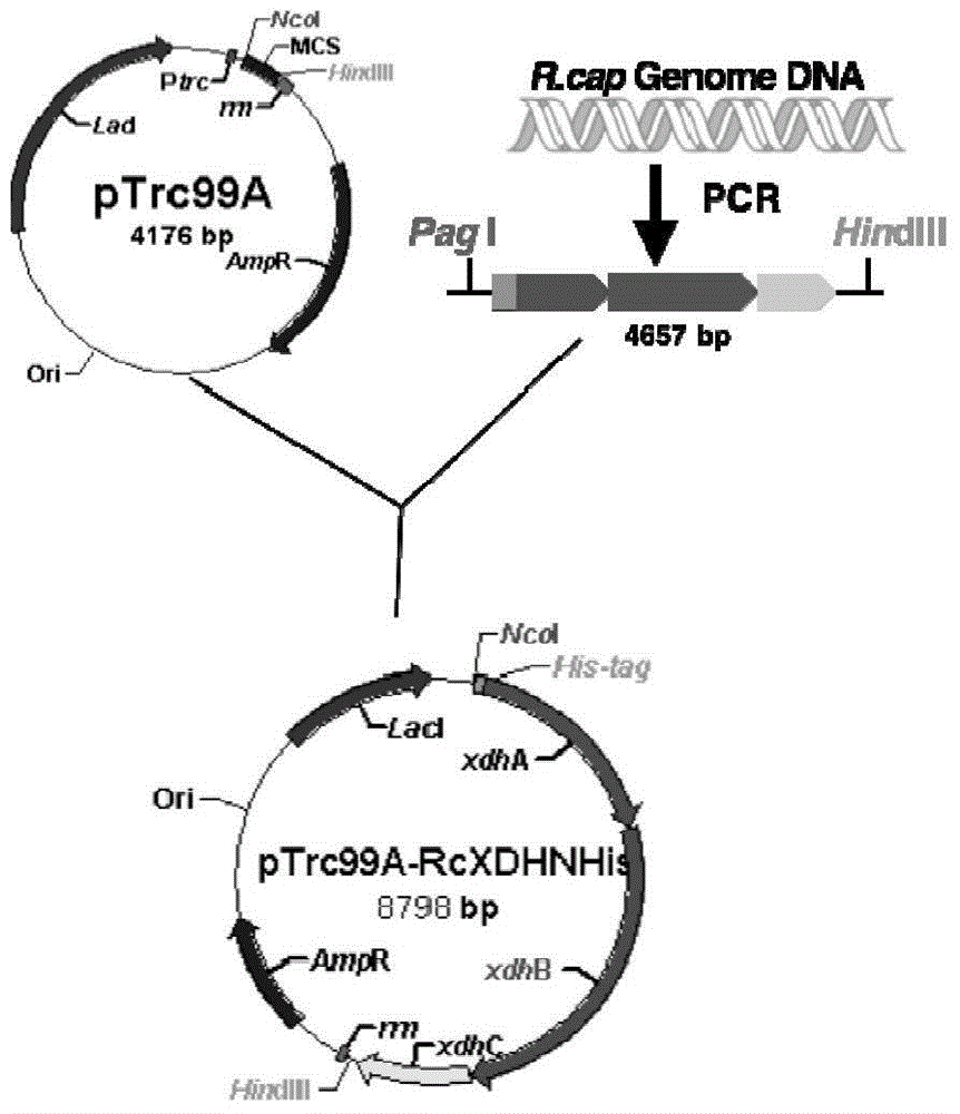 Xanthine dehydrogenase, and coding gene thereof and application