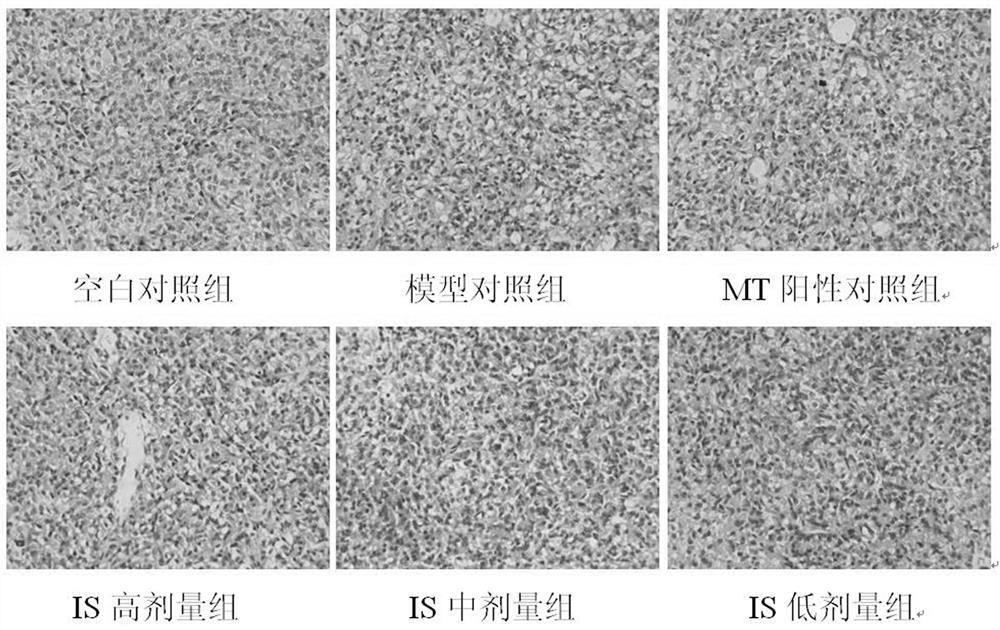 Application of Isoxaxifrage in the Preparation of Protective Drugs for Rat Pineal Gland Damage