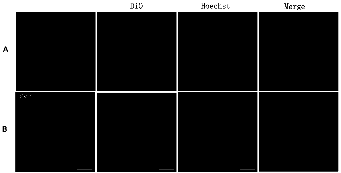 Cell membrane imaging fluorescence probe and application thereof