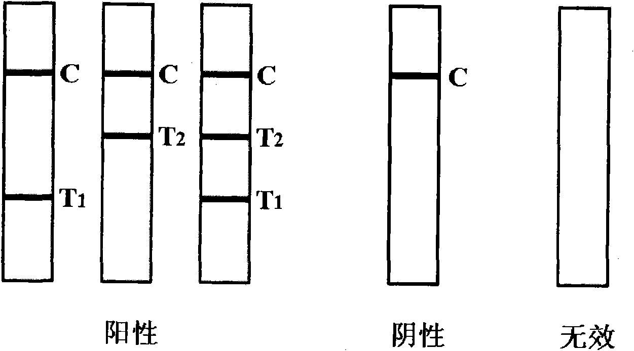 Joint inspection kit for IgG and IgM antibodies of hepatitis C virus and preparation method thereof