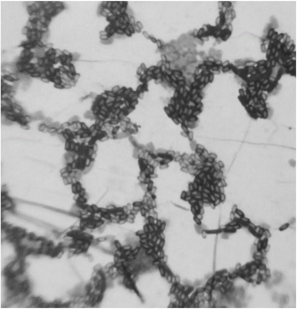 Bacillus subtilis and application thereof to kitchen wastes