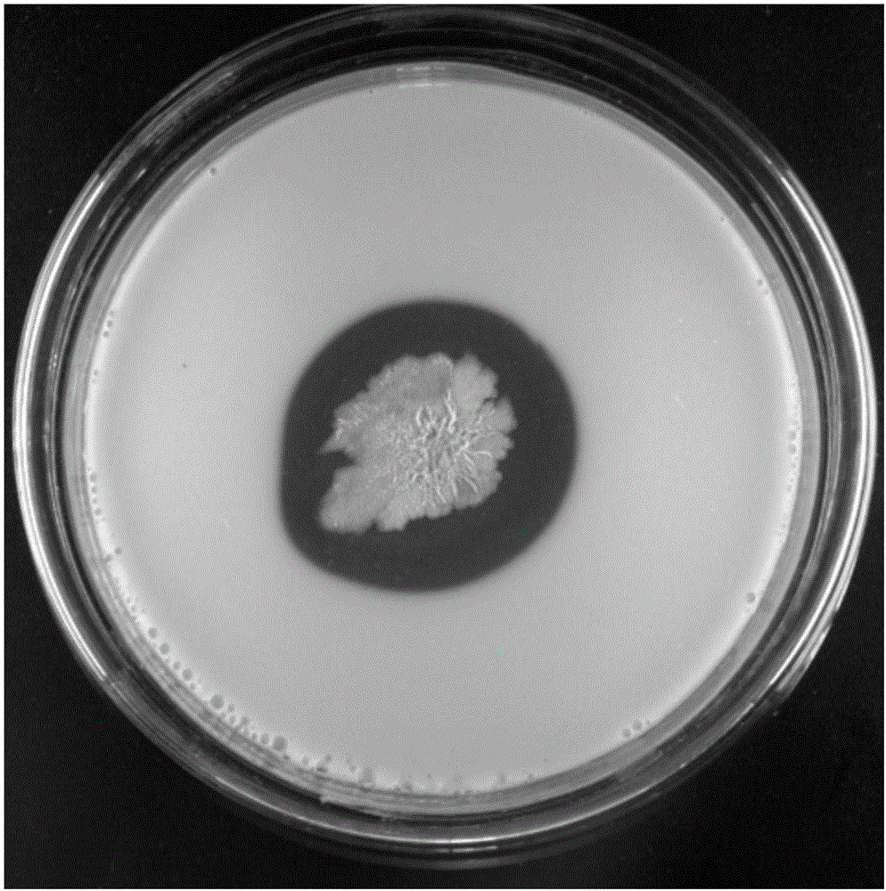 Bacillus subtilis and application thereof to kitchen wastes