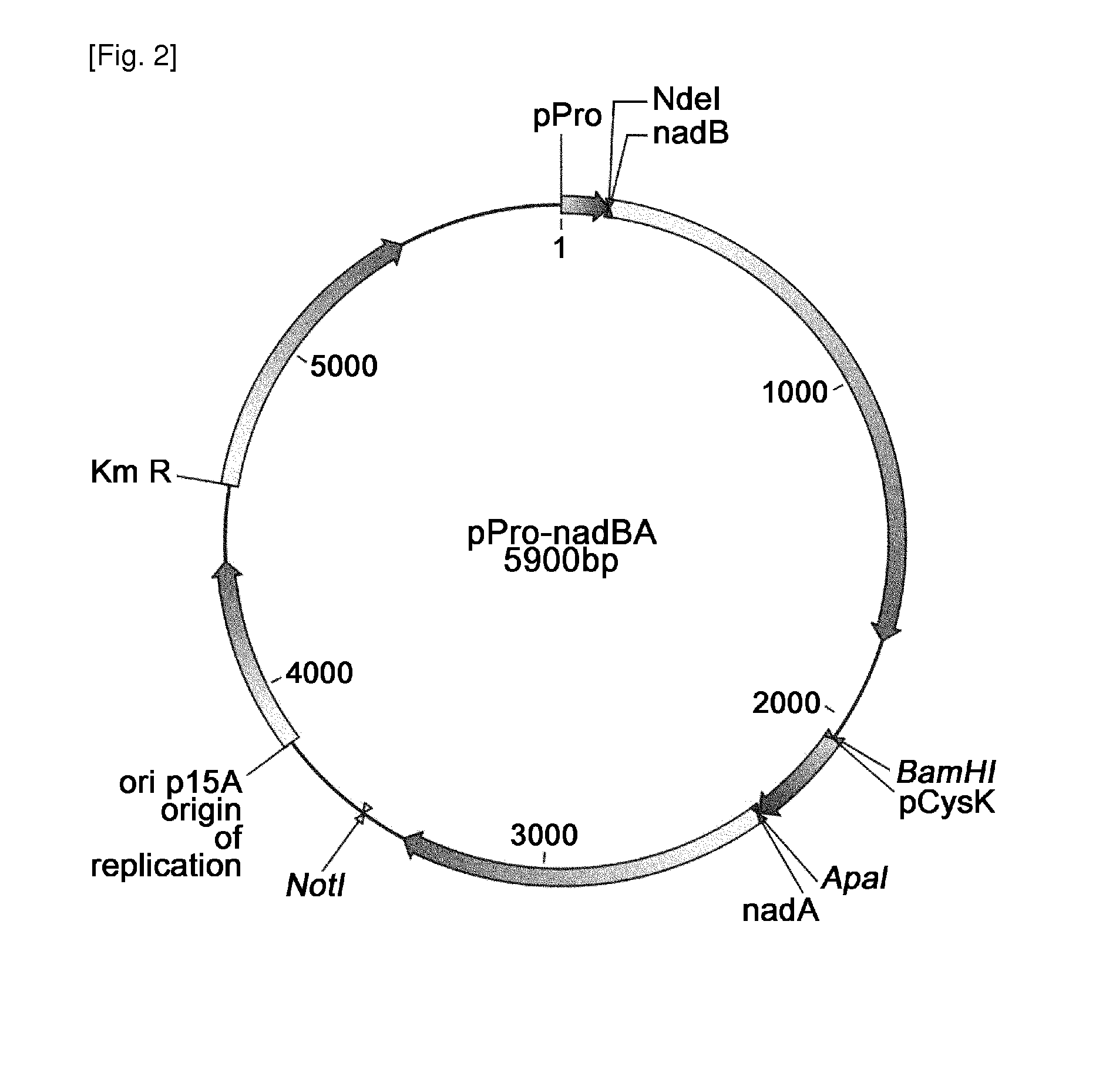 Method for the preparation of nicotinic acid