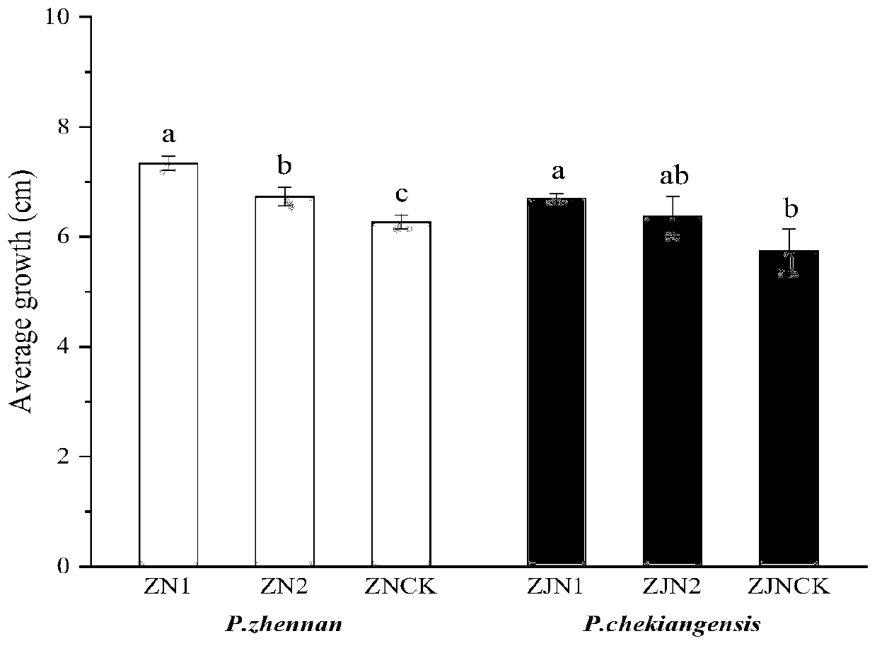 Method for increasing transplanting survival rate of bare-rooted seedlings of phoebe zhennan