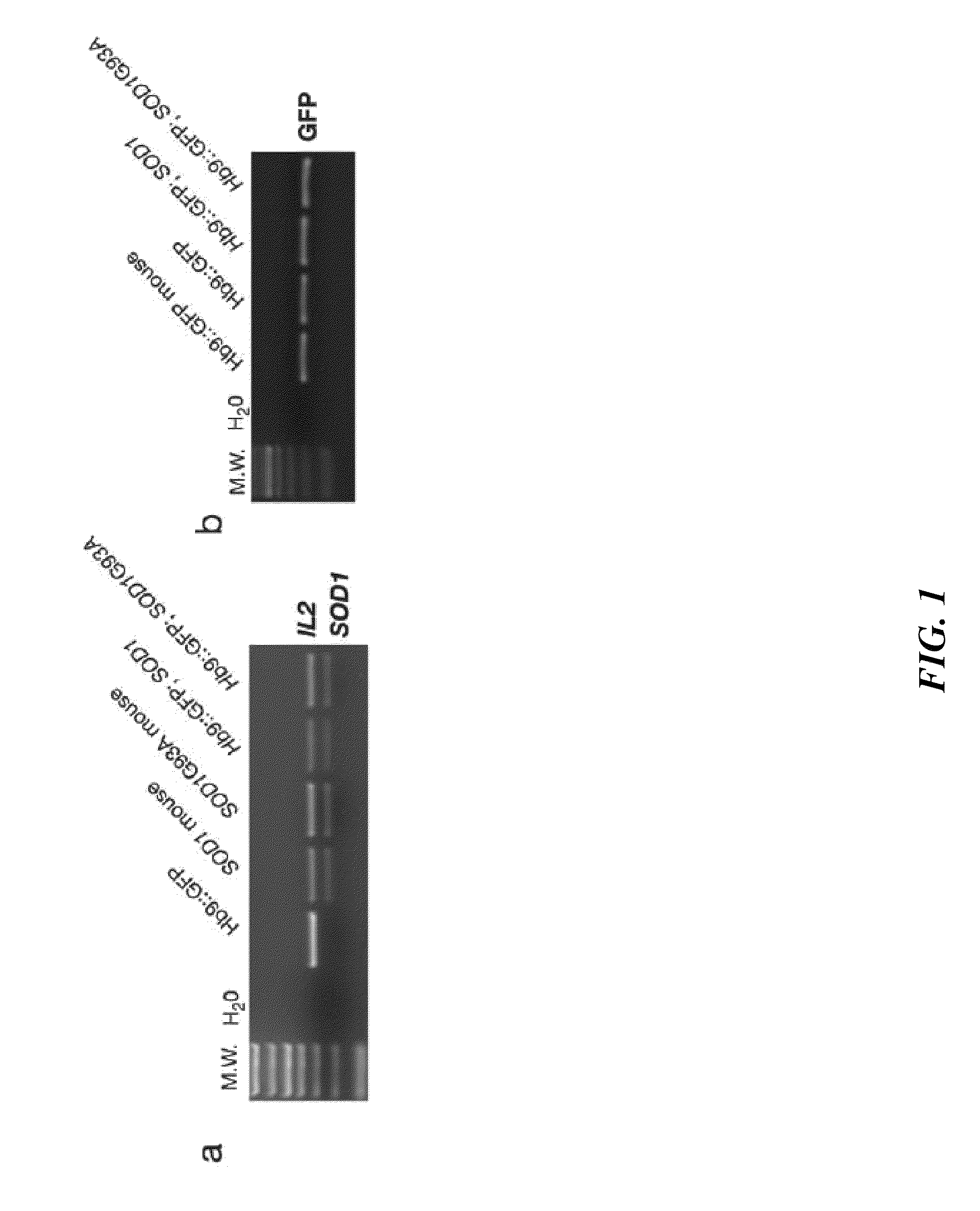 Neurodegenerative diseases and methods of modeling