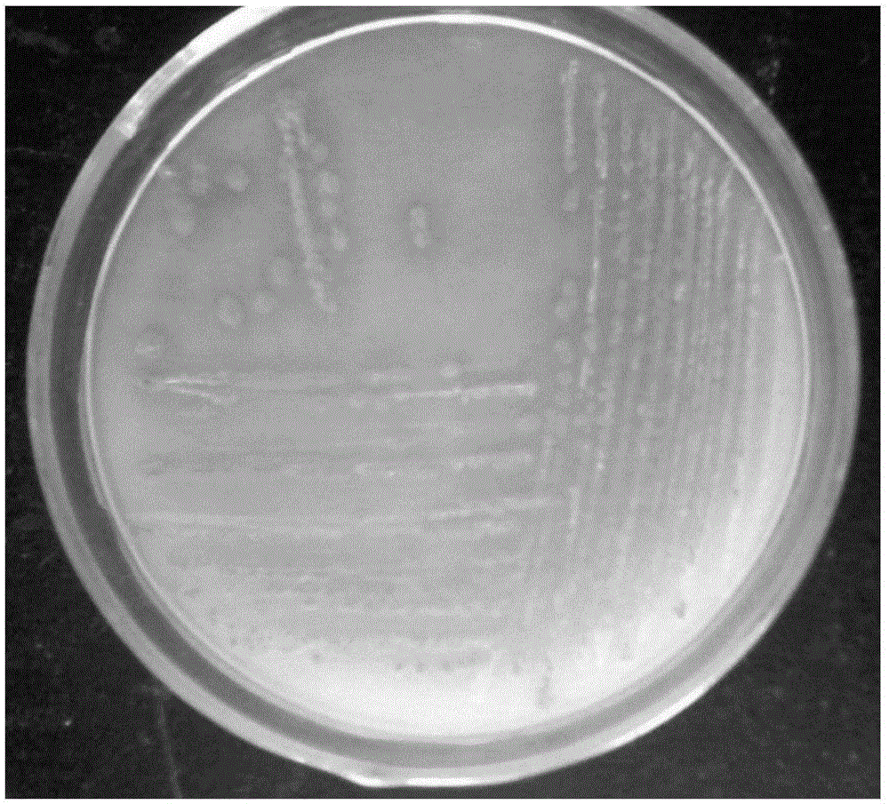 Pseudomonas putida RXX-01 and application of pseudomonas putida in degradation of phthalate of soil