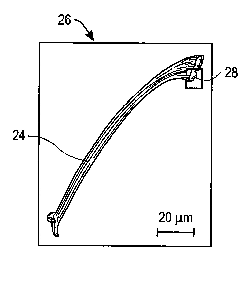 Adhesive microstructure and method of forming same