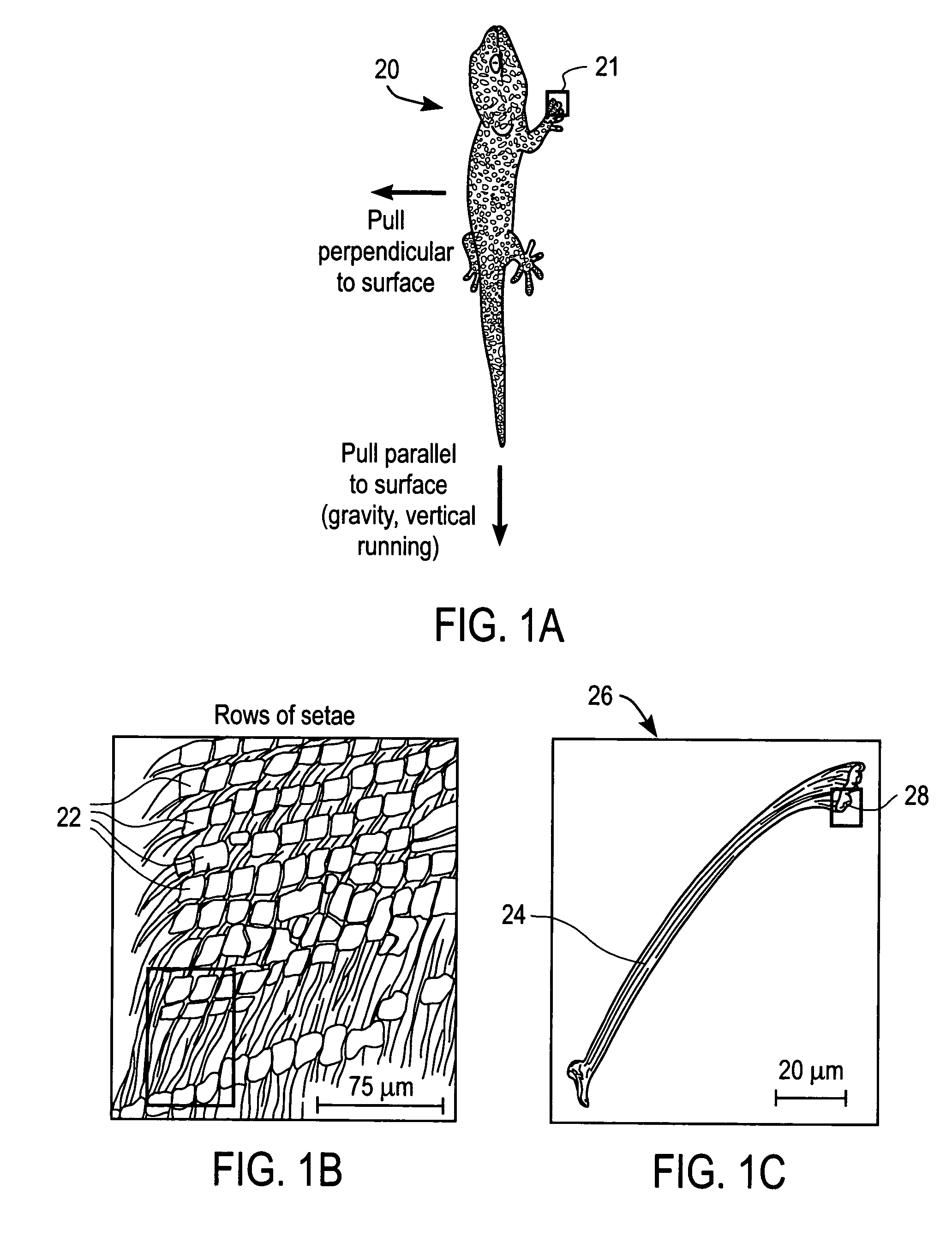 Adhesive microstructure and method of forming same