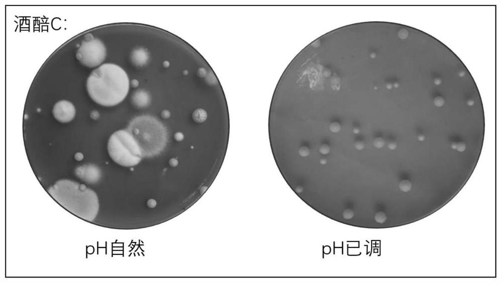 A kind of culture medium for separating yeast from fermented grains and its preparation method