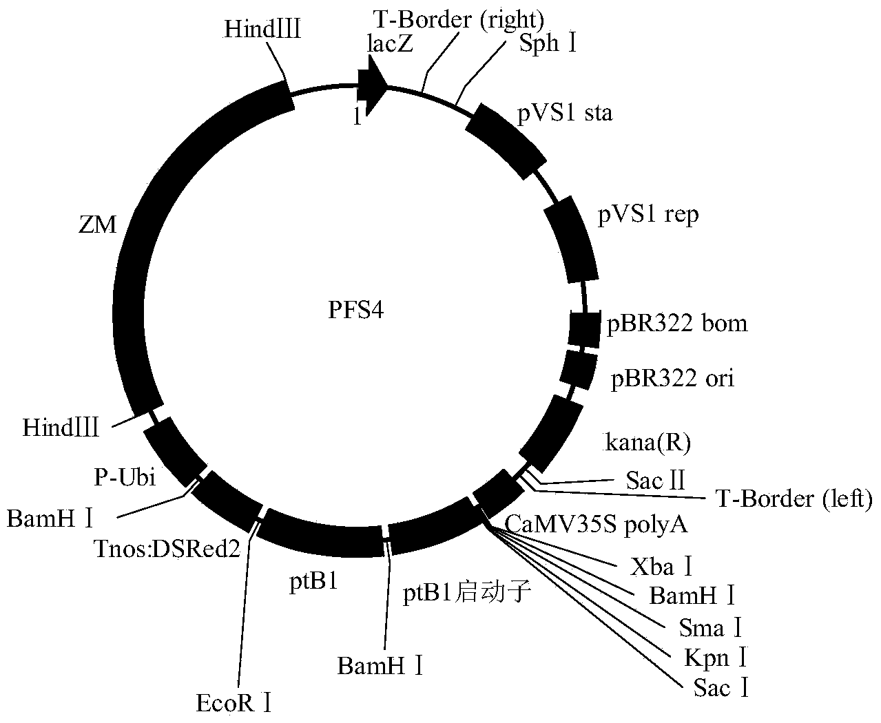 Method for mechanically producing seed by using female sterile hybrid rice