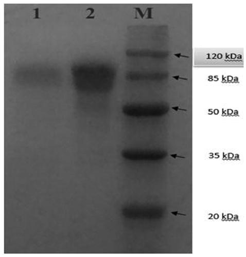 Alginate lyase and gene and application thereof