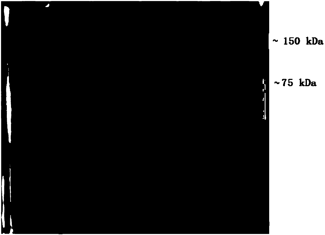 Tetramaleimide connexin and application thereof