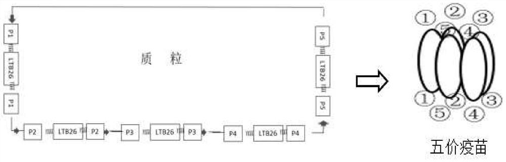 Construction method of multivalent epitope and subunit vaccine