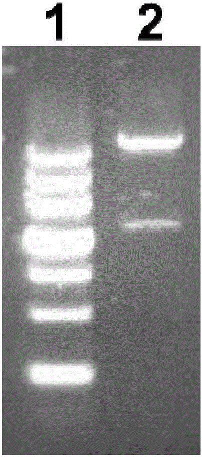 PA (pseudomonas aeruginosa) recombinant protein POP, as well as preparation method and application thereof