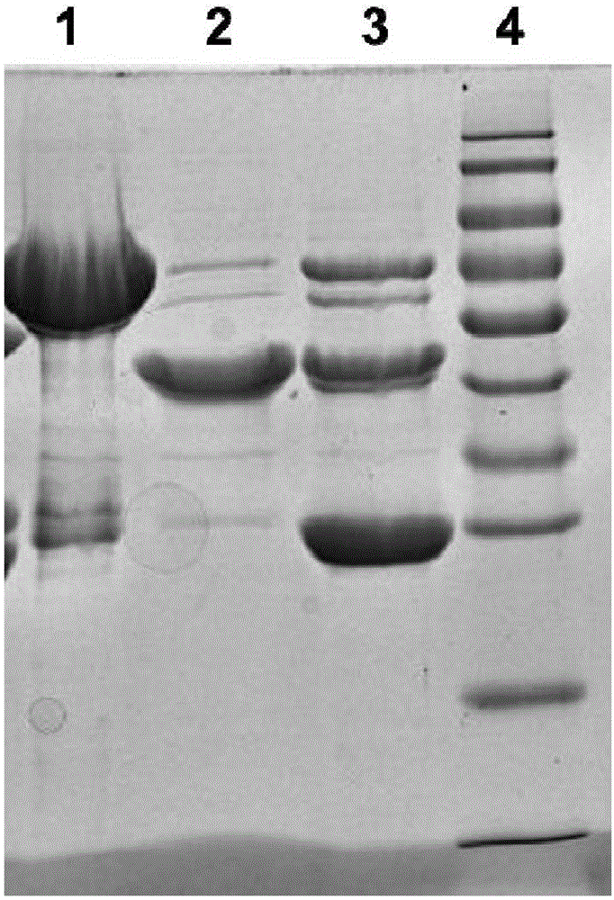 PA (pseudomonas aeruginosa) recombinant protein POP, as well as preparation method and application thereof