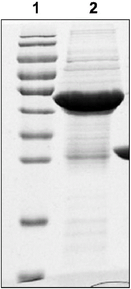 PA (pseudomonas aeruginosa) recombinant protein POP, as well as preparation method and application thereof