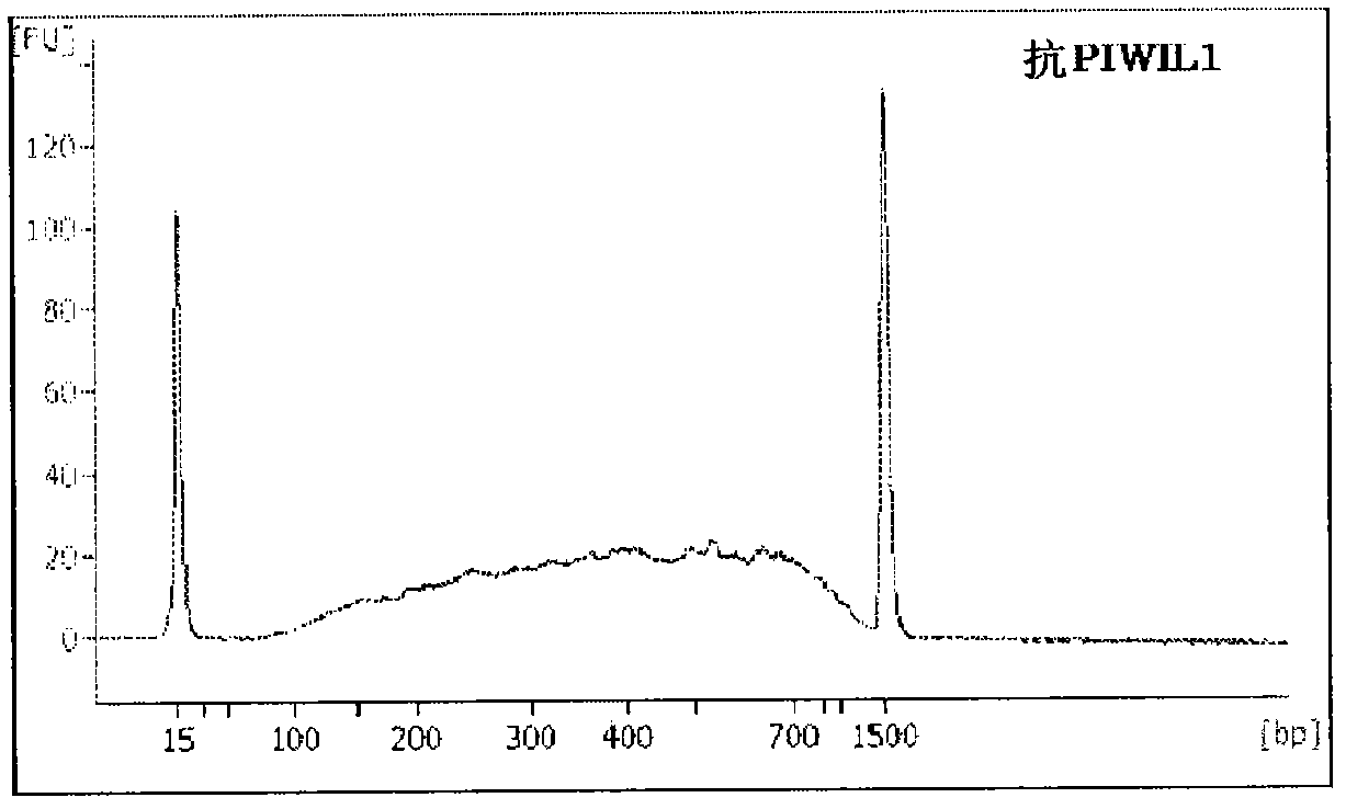 Method for synthesis of double-stranded DNA corresponding to RNA, and method for amplification of the DNA