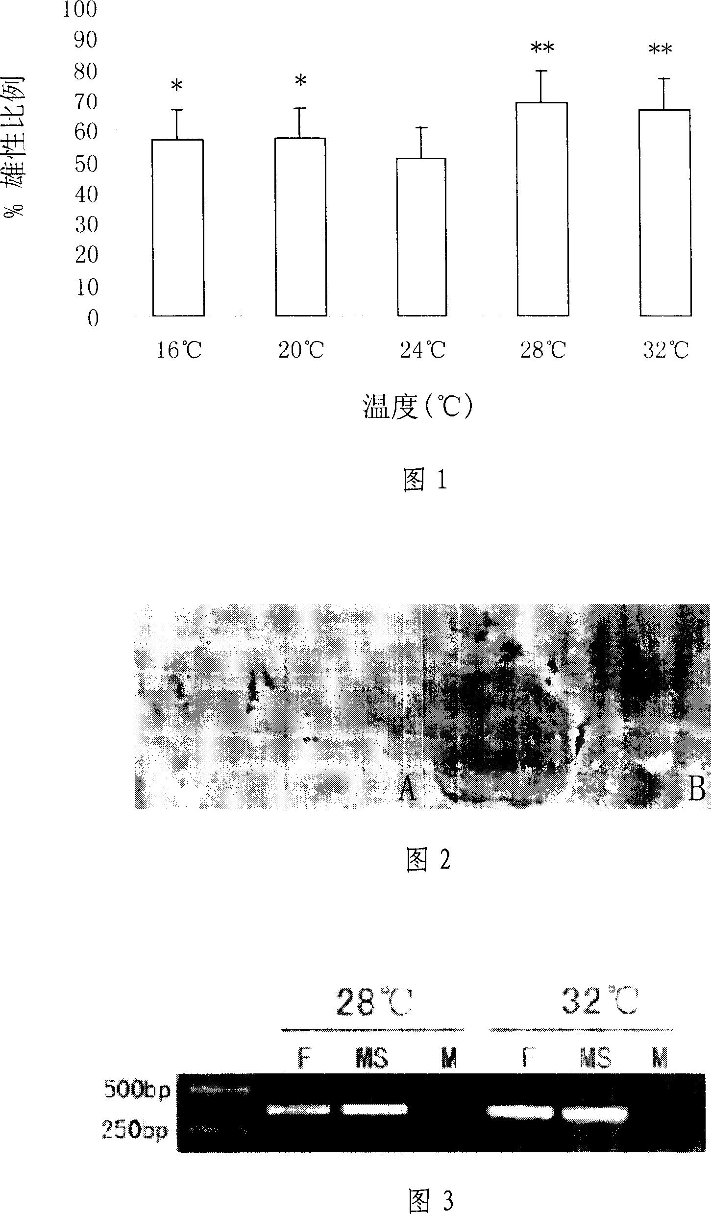 Method for inducing sex reversal of Banhuashe soleidae fishes