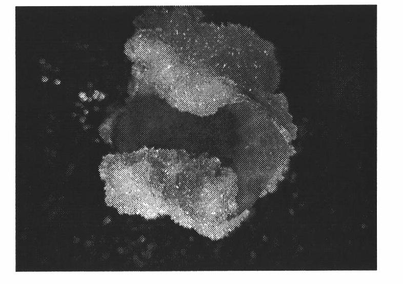 Tissue culture method for gynura bicolor leaf and culture medium special for same